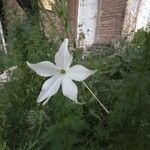 Nicotiana longiflora Virág