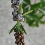 Melaleuca quinquenervia Fruit