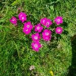 Dianthus alpinus Blomma