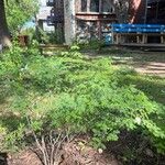 Mimosa aculeaticarpa Hoja