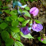 Lathyrus vernus Fula