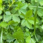 Potentilla thuringiaca Leaf