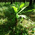 Anthocleista schweinfurthii आदत