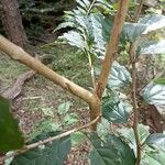 Rhamnus prinoides Bark