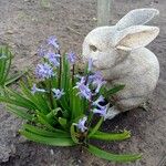 Hyacinthus orientalisFlower