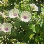 Ipomoea spathulata Цвят