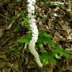 Chamaelirium luteum Flower