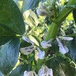 Vicia narbonensis Blad