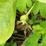 Pyrus calleryana Fruit