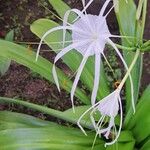 Hymenocallis littoralisЦветок