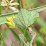 Trifolium dubium Folha