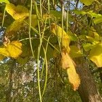 Catalpa ovata Gyümölcs