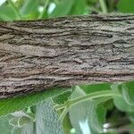 Anthyllis barba-jovis 樹皮