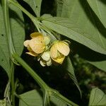 Senna hayesiana Flower