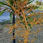 Dracaena arborea Flor