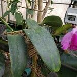 Cattleya trianae 形態