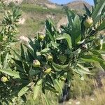 Pyrus spinosaGyümölcs