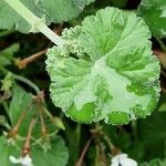 Pelargonium odoratissimum Lapas