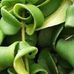 Aeschynanthus radicans Jani