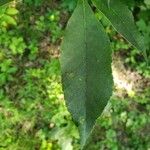 Carya glabra 葉