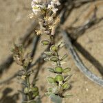 Dithyrea californica Fruto