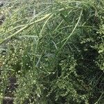Artemisia dracunculus Лист