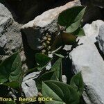 Dioscorea pyrenaica Habit