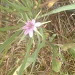 Geropogon hybridus Квітка