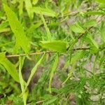 Symphyotrichum oblongifolium Bark