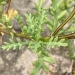 Anthemis maritima Blatt