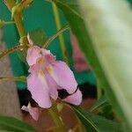 Impatiens balsamina Blüte