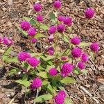 Gomphrena globosaFlower