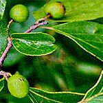 Flacourtia indica Frucht