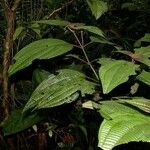 Clidemia septuplinervia Otro