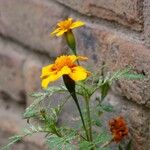 Tagetes tenuifolia পাতা