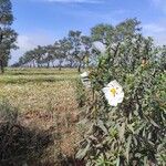 Cistus ladanifer Flor