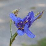 Delphinium peregrinum പുഷ്പം