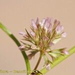 Trifolium cernuum Drugo