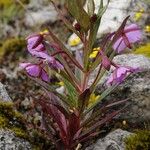 Epilobium conspersum Агульны выгляд