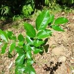 Lonchocarpus oliganthus Ліст