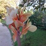 Canna × hybrida Květ