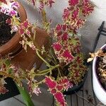 Coleus decurrens Folha