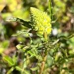 Reseda luteaFlower