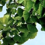 Ginkgo biloba Leaf