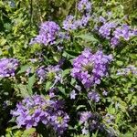 Barleria cristata Pokrój