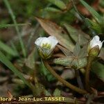 Damasonium polyspermum Muu