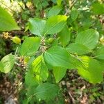 Cornus masBlatt