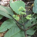 Psychotria panamensis Jani