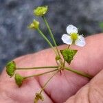 Alisma plantago-aquatica Flor