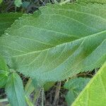 Phlomis herba-venti Yaprak